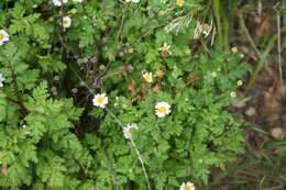 Image of feverfew