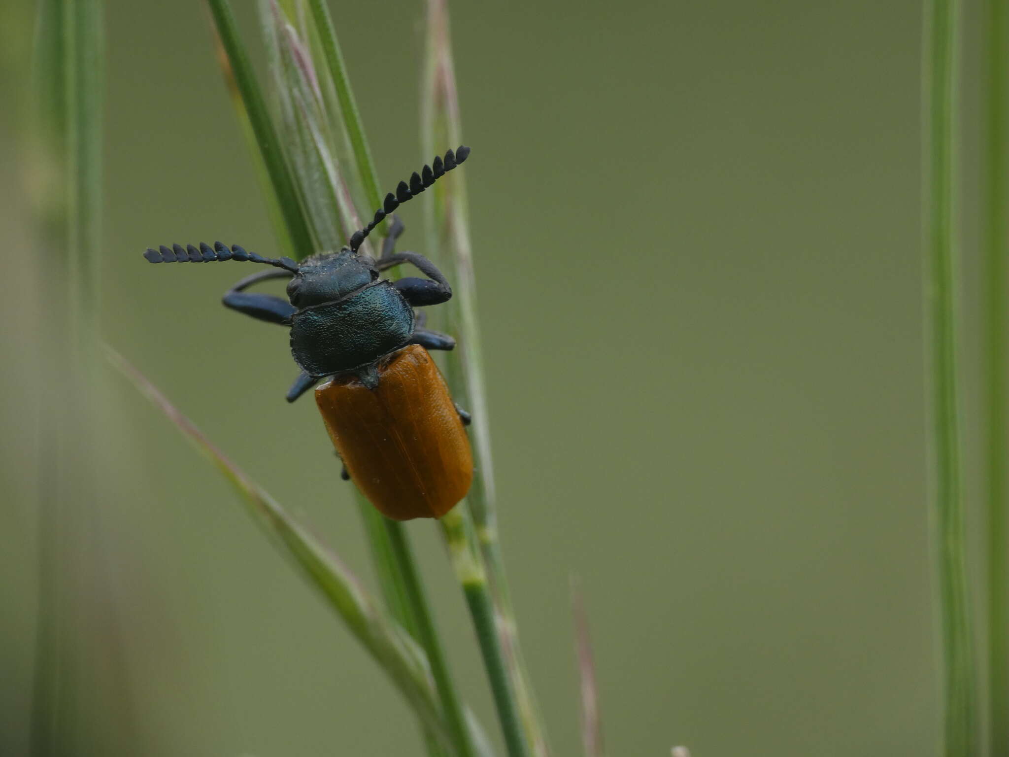 Imagem de <i>Labidostomis taxicornis</i>