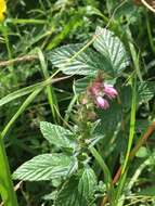 Image of red bartsia