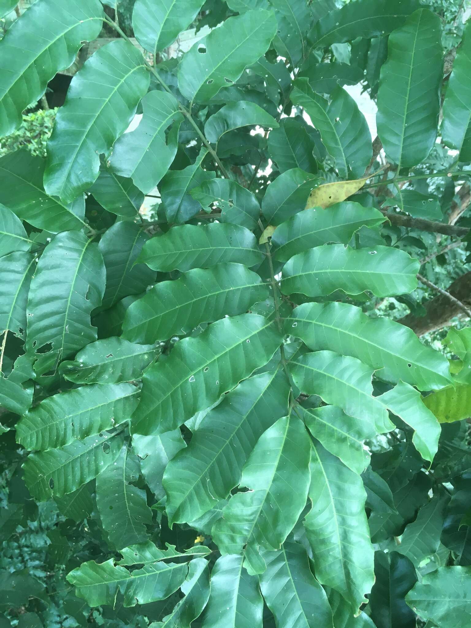 Sivun Dysoxylum pettigrewianum F. M. Bailey kuva