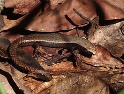 Image of Plain-backed Sunskink