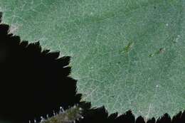 Image of Heuchera longipetala var. orizabensis (Hemsl.) R. A. Folk