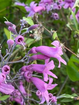 Plancia ëd Fridericia conjugata (Vell.) L. G. Lohmann