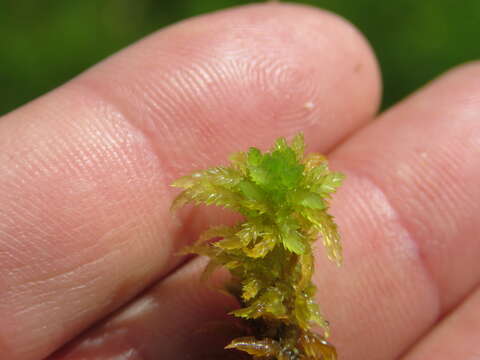 Image of water sphagnum