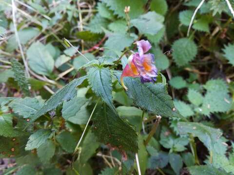 Image of Impatiens uniflora Hayata