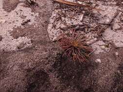 Image of Stylidium lineare Sw. ex Willd.