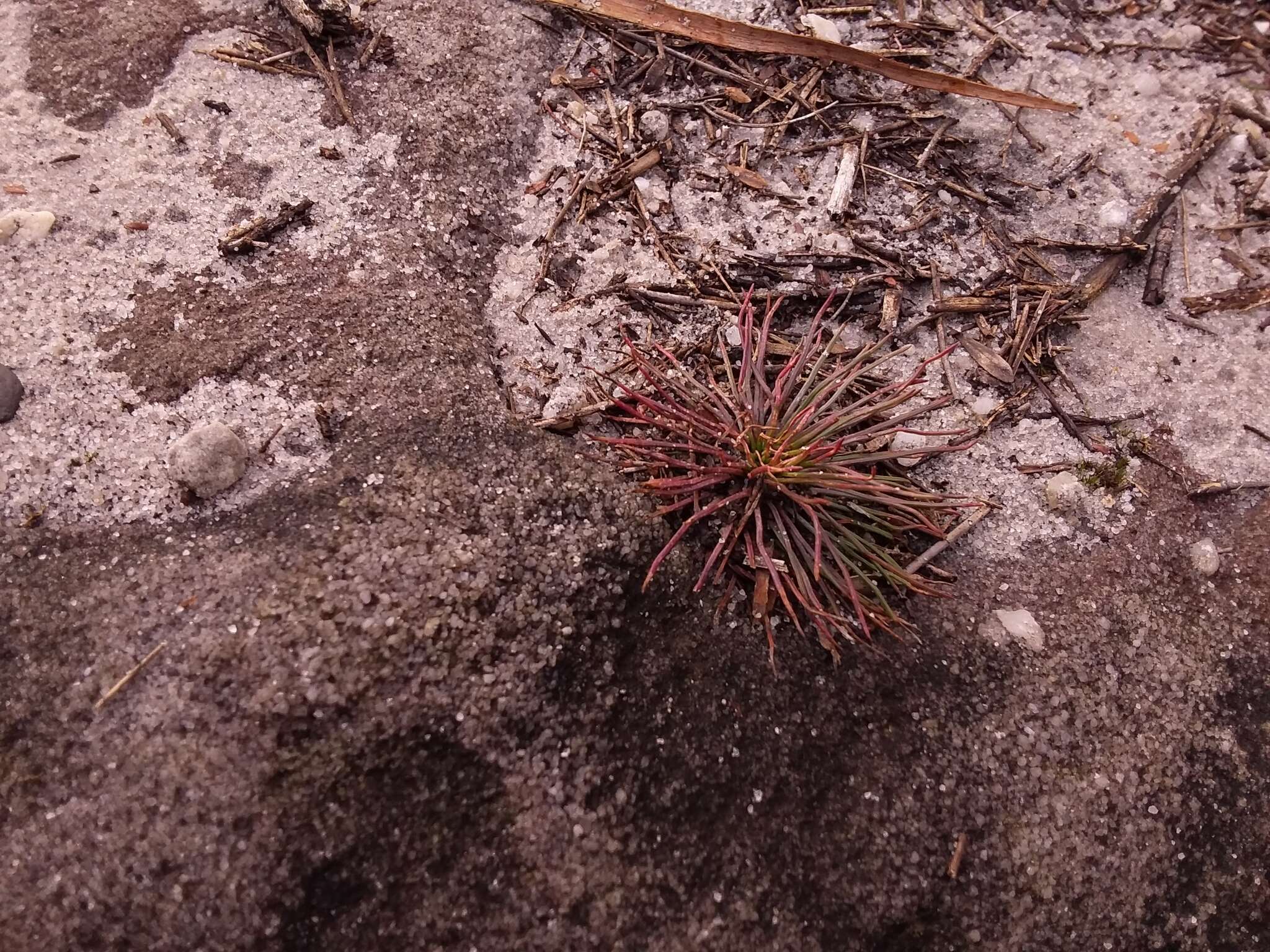 Image of Stylidium lineare Sw. ex Willd.