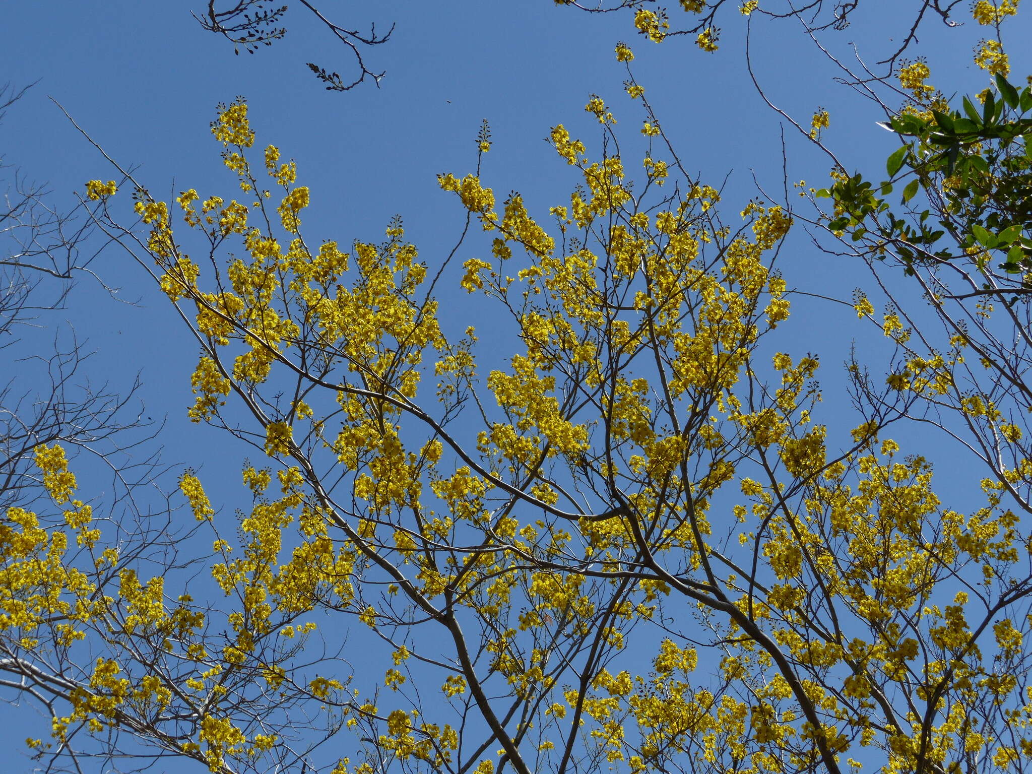 Image of <i>Cenostigma eriostachys</i>