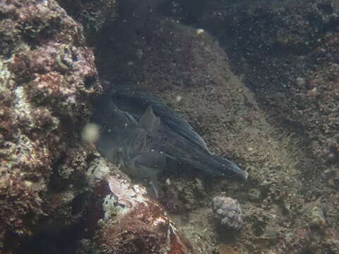 Image of Black-lined Blenny