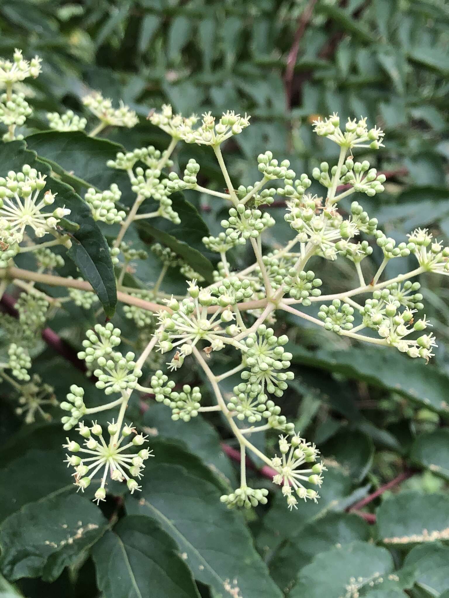 Image de Aralia bipinnata Blanco