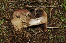 Image of Agaricus aridicola Geml, Geiser & Royse ex Mateos, J. Morales, J. Muñoz, Rey & Tovar 2009