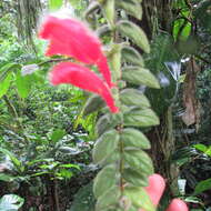 Image of Columnea labellosa H. Karst.