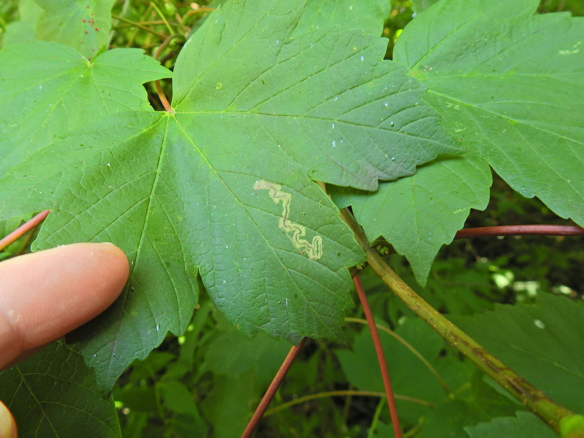 Image of Stigmella speciosa (Frey 1858) Walsingham 1916