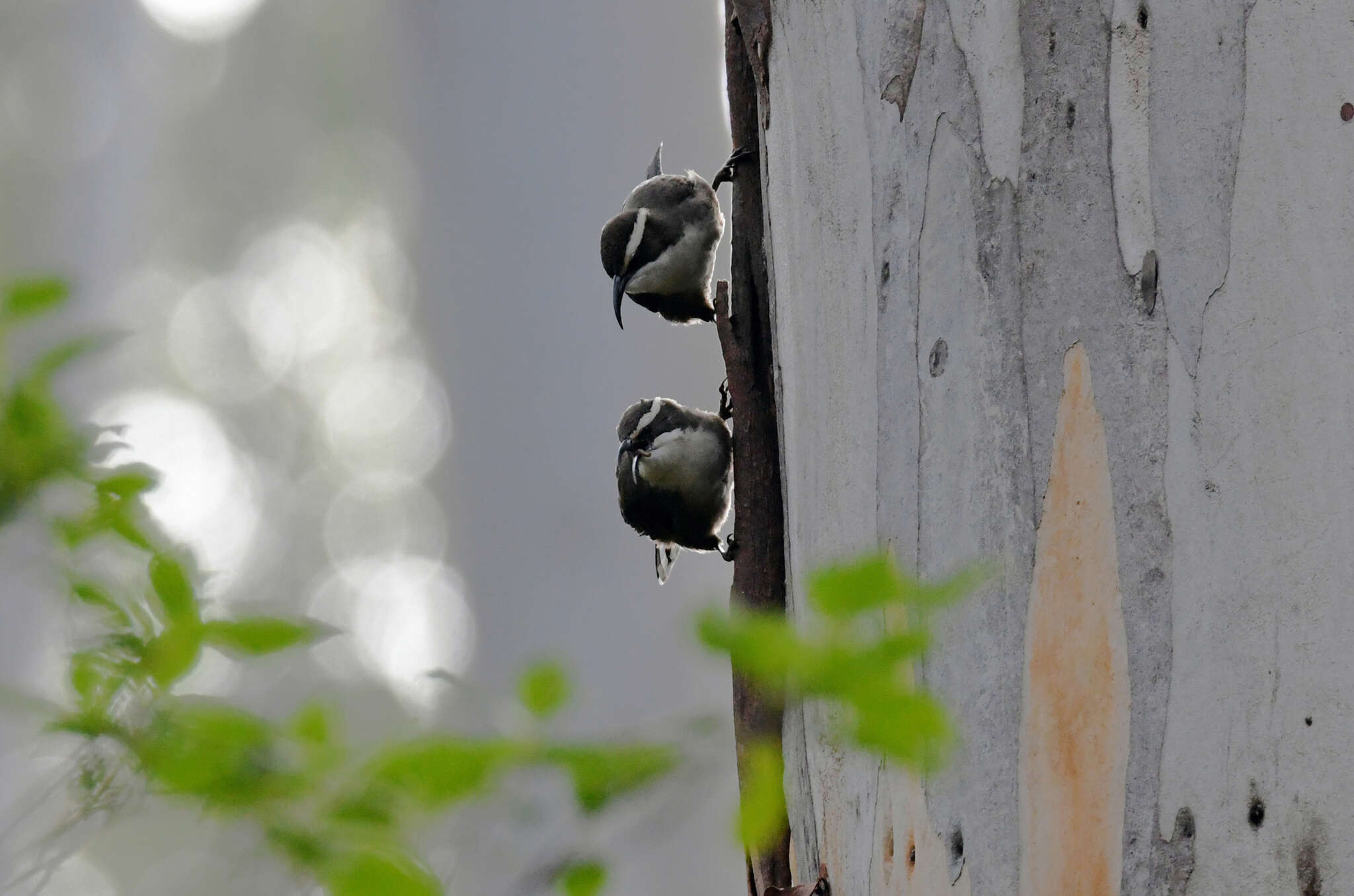 Image of White-browed Babbler