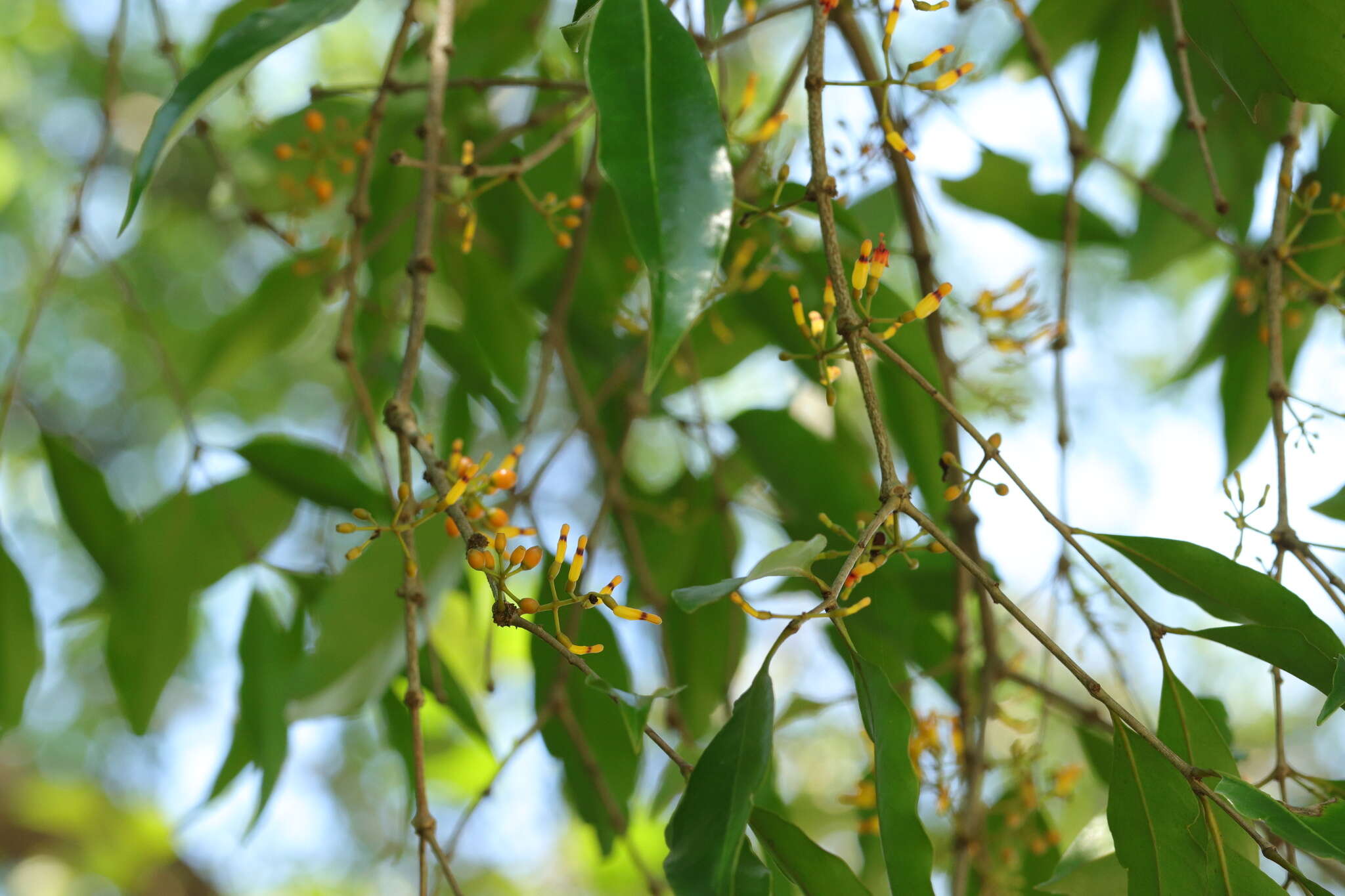 Слика од Macrosolen cochinchinensis (Lour.) van Tiegh.