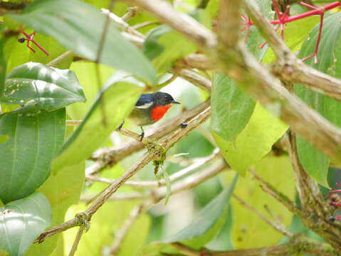 Image of Black-sided Flowerpecker