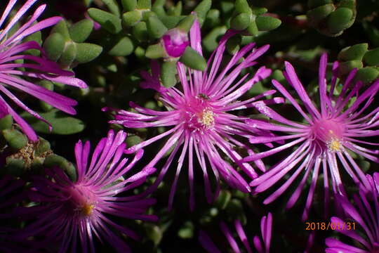 Imagem de Delosperma lavisiae L. Bol.