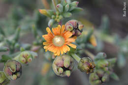 Imagem de Delosperma testaceum (Haw.) Schwant.