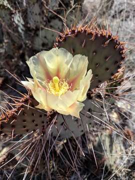 Image of Opuntia azurea var. diplopurpurea