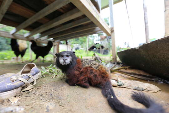 Image of brown-mantled tamarin