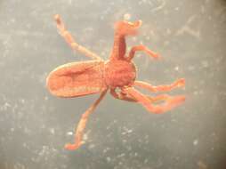 Image of Pseudocellus paradoxus (Cooke 1972)