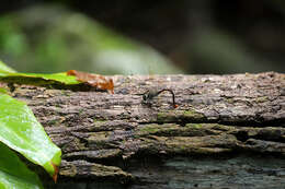 Image of Ochre-tipped Darner