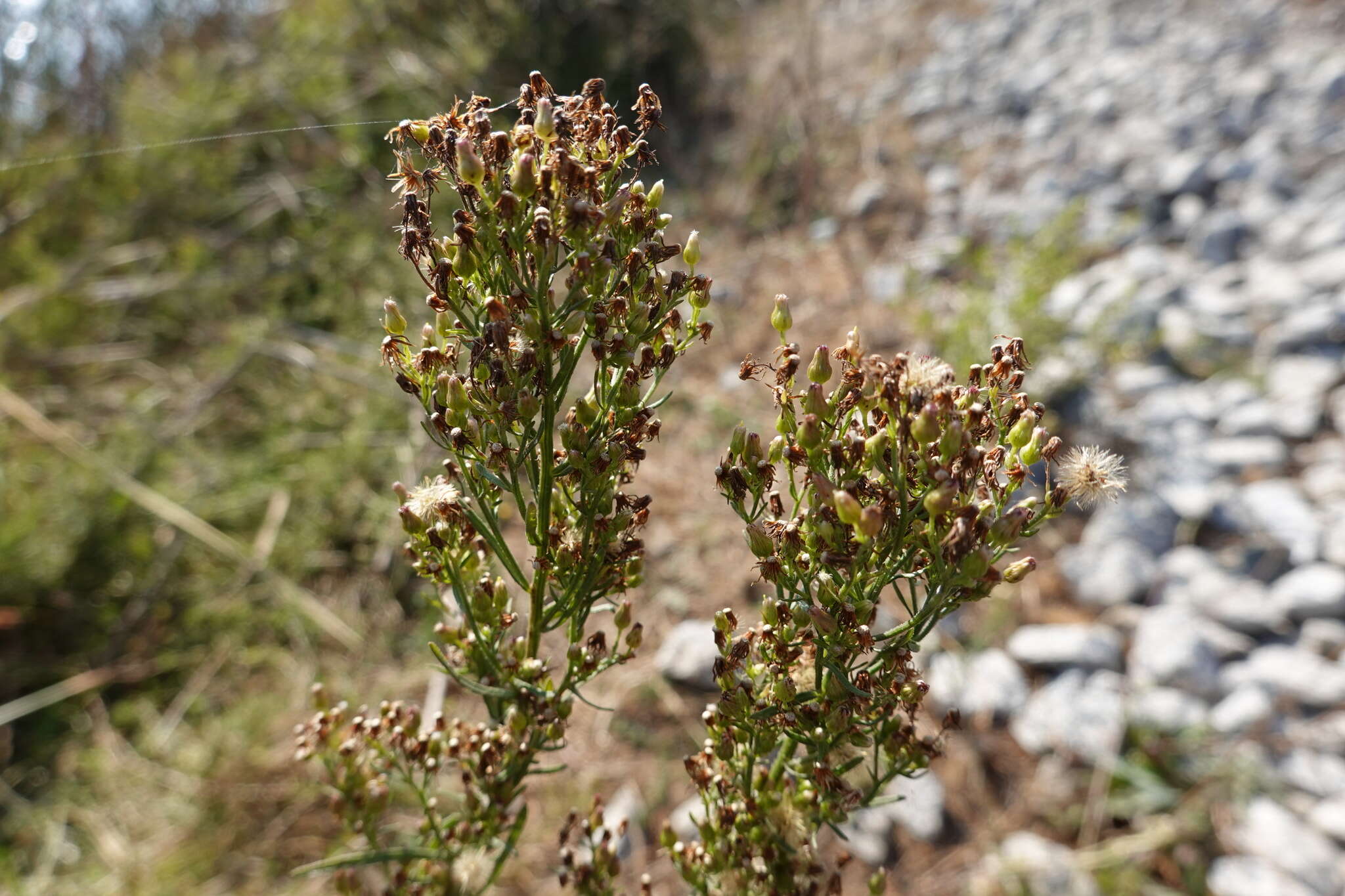 Imagem de Baccharis paniculata DC.