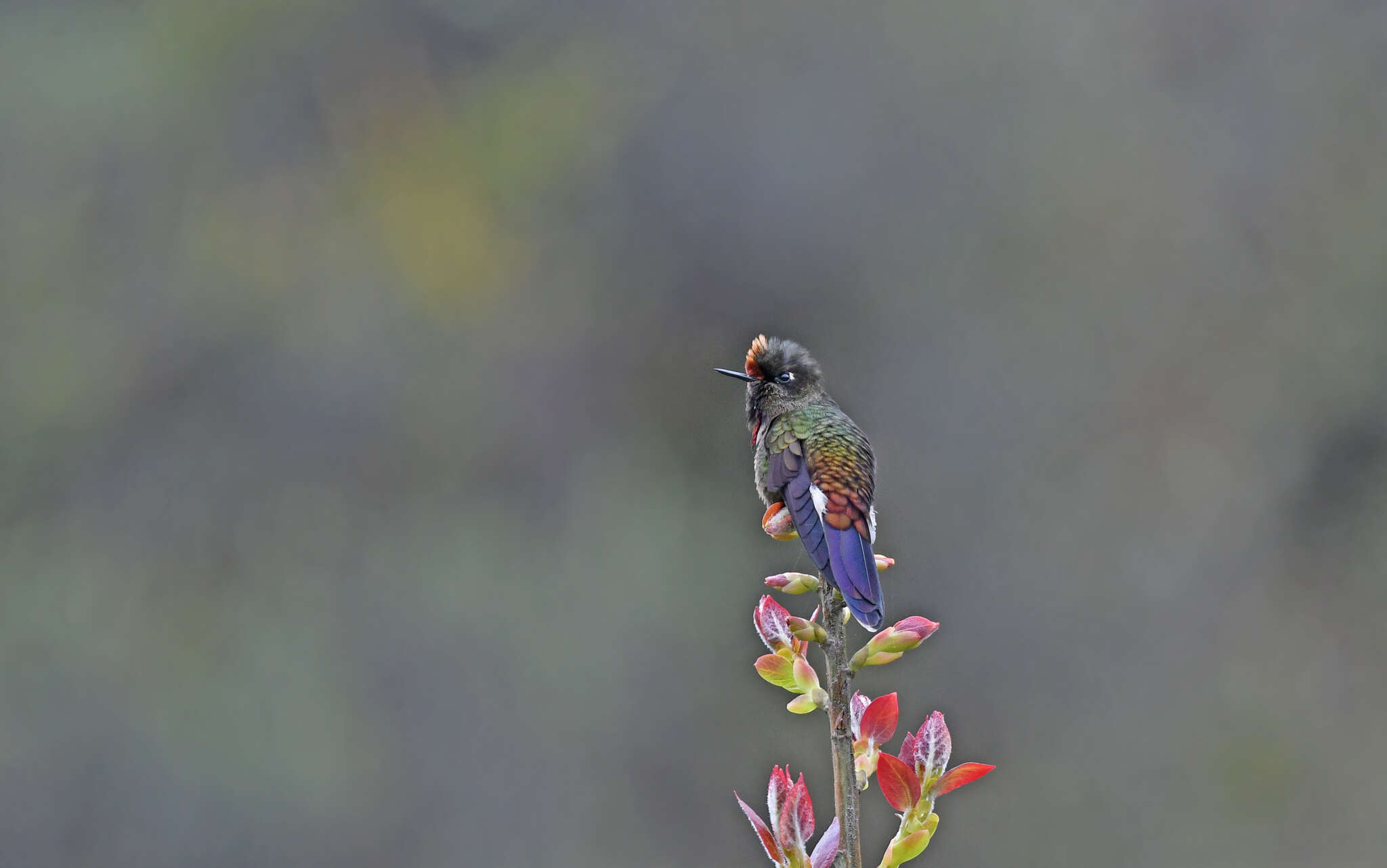 Image of Rainbow-bearded Thornbill