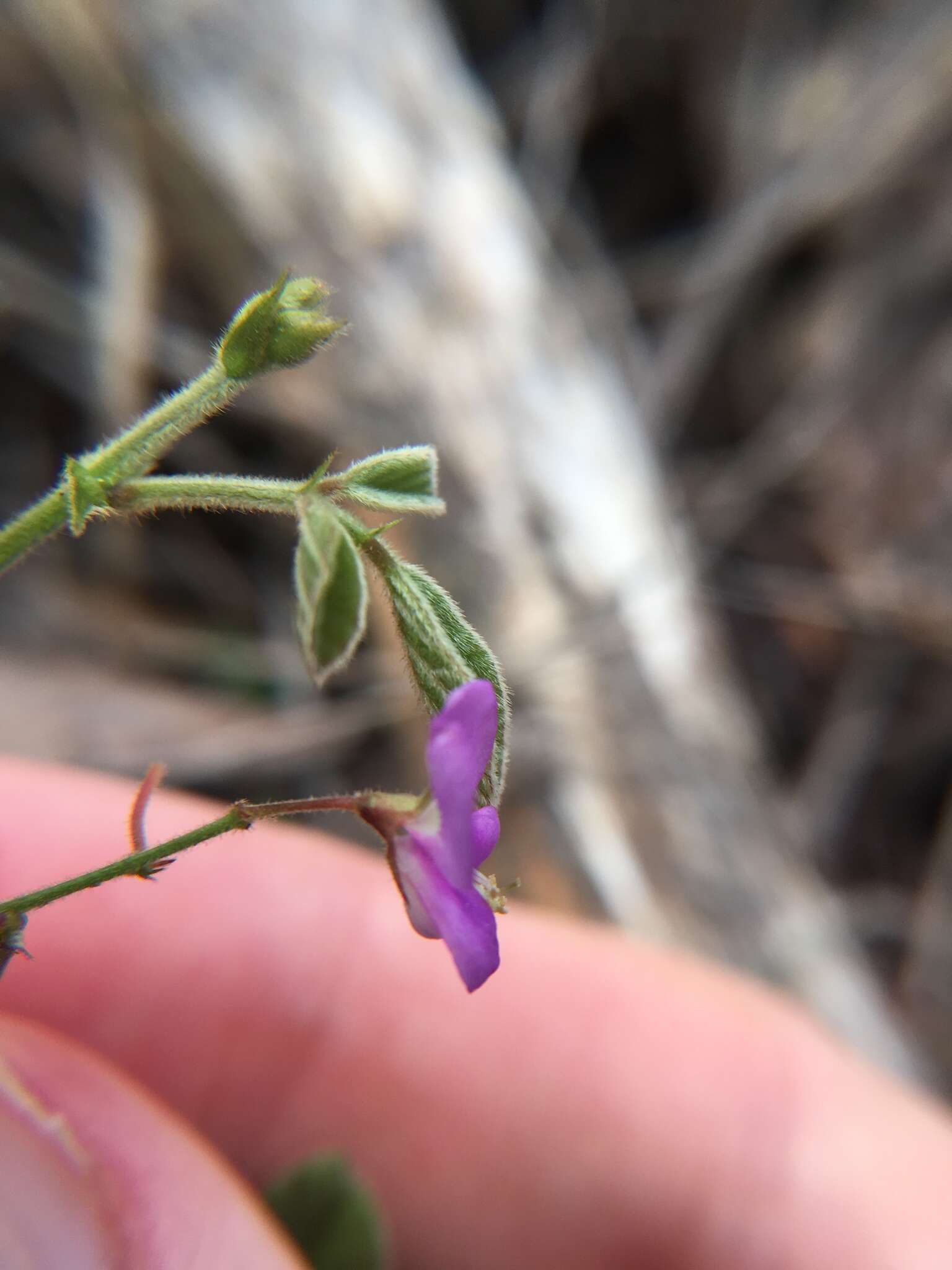 Image of Desmodium rhytidophyllum Benth.