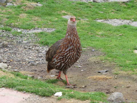 Image of Jackson's Francolin