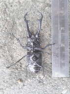 Image of Giraffe stag beetle