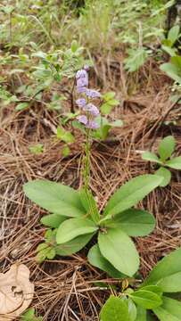 Слика од Veronica piroliformis Franch.