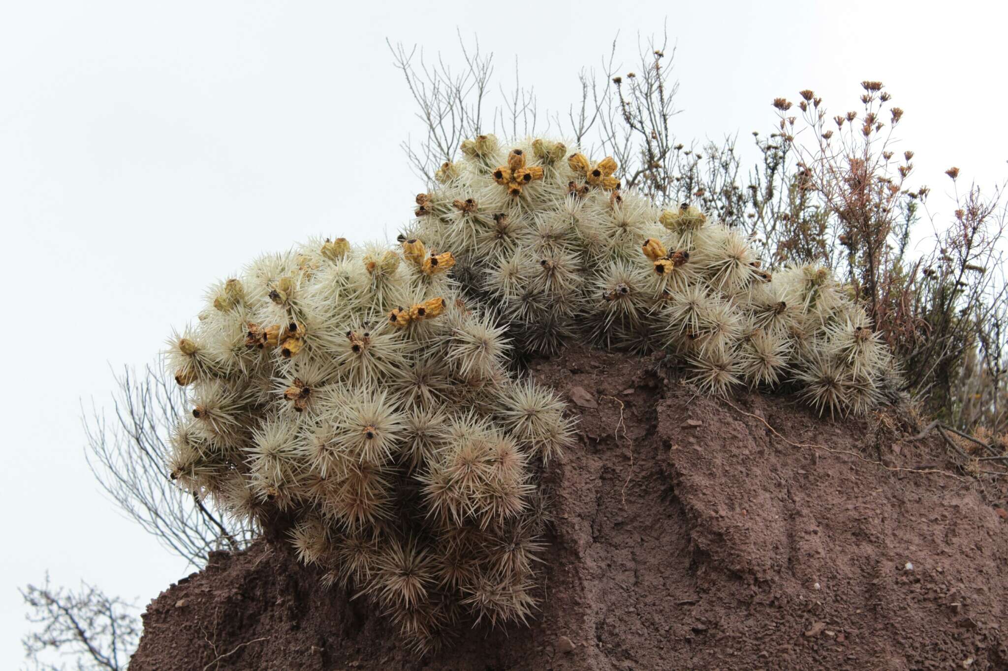 Image of thistle cholla