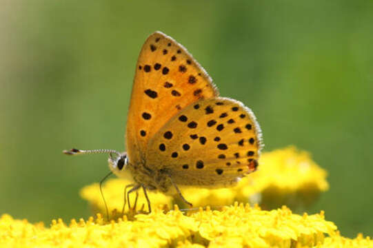 Image of <i>Lycaena ophion</i>