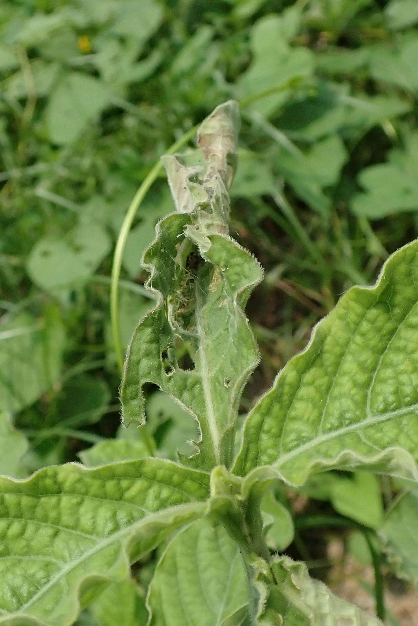 Image of Herpetogramma rudis Warren 1892