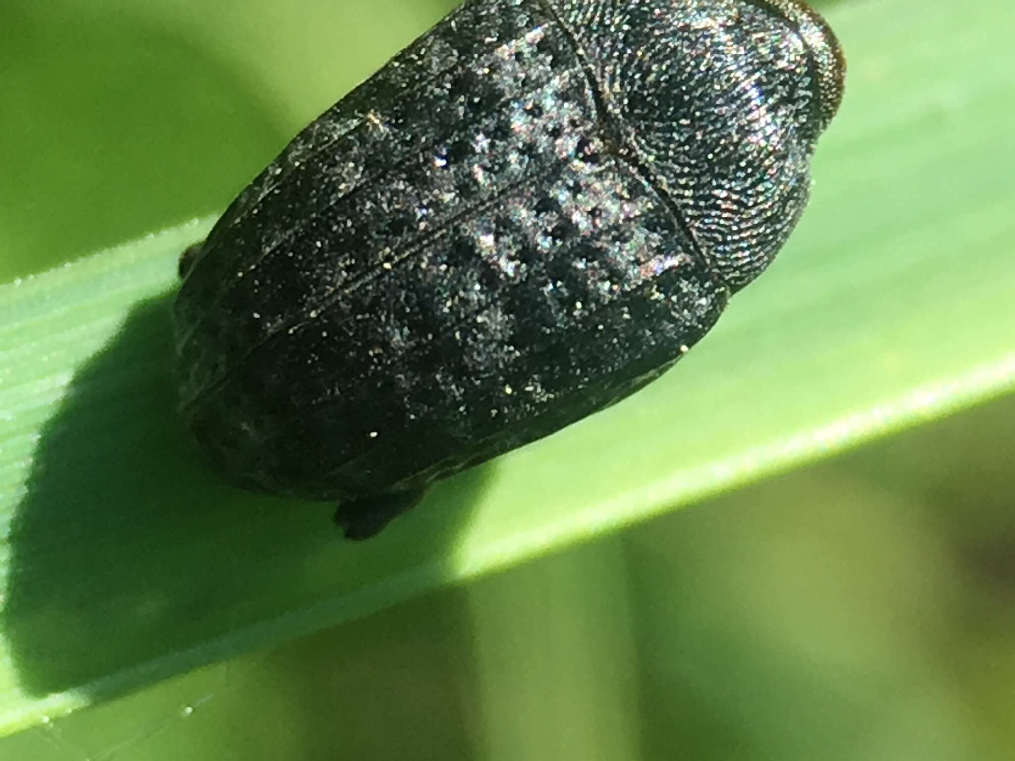 Image of Milkweed Stem Weevil