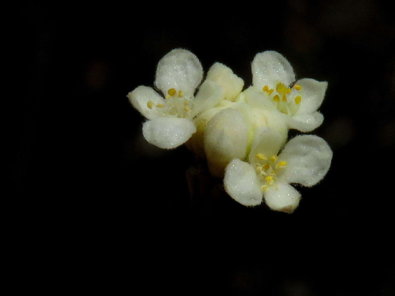 Image of Lachnaea capitata (L.) Cr.