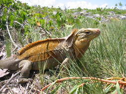 Image of Cyclura rileyi rileyi Stejneger 1903