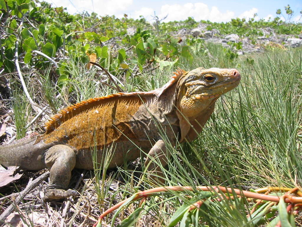 Image of Cyclura rileyi rileyi Stejneger 1903