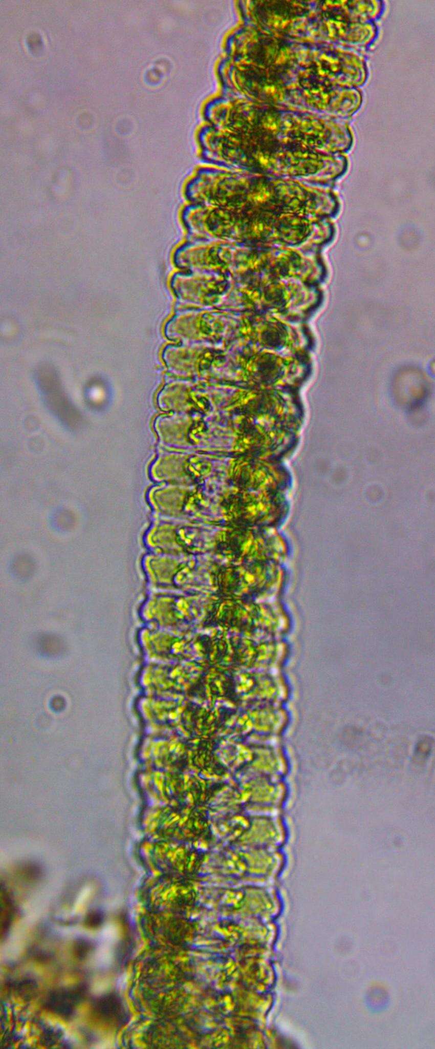 Image of Desmidium aptogonum