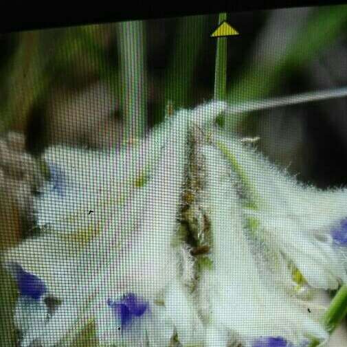 Image of Delphinium szowitsianum Boiss.