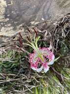 Image of Lilium speciosum Thunb.