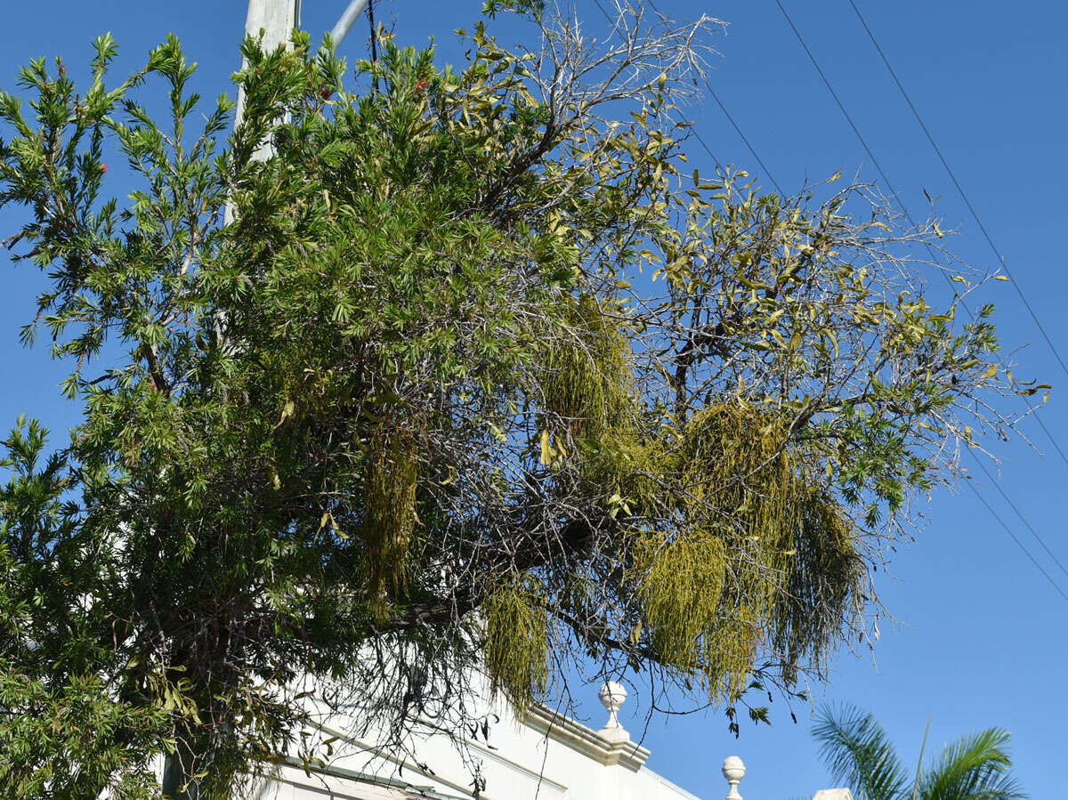 Image of Viscum articulatum Burm. fil.