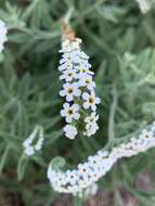 Image of Common veld heliotrope