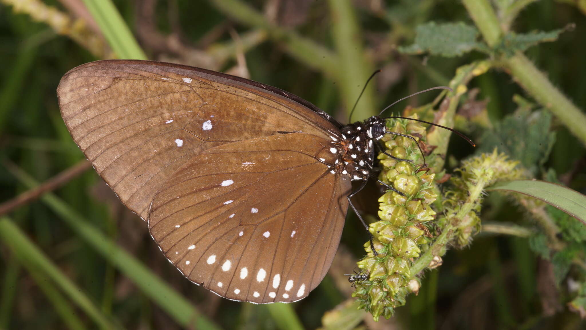 Image of <i>Euploea <i>modesta</i></i> modesta