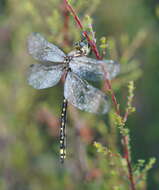 Image of Eusynthemis virgula (Selys 1874)