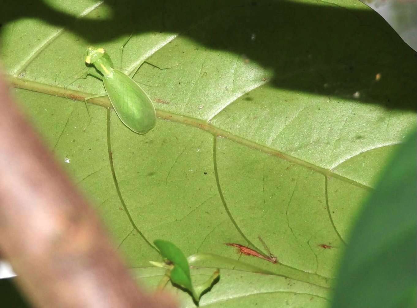 صورة Tropidomantis (Tropidomantis) gressitti Tinkham 1937