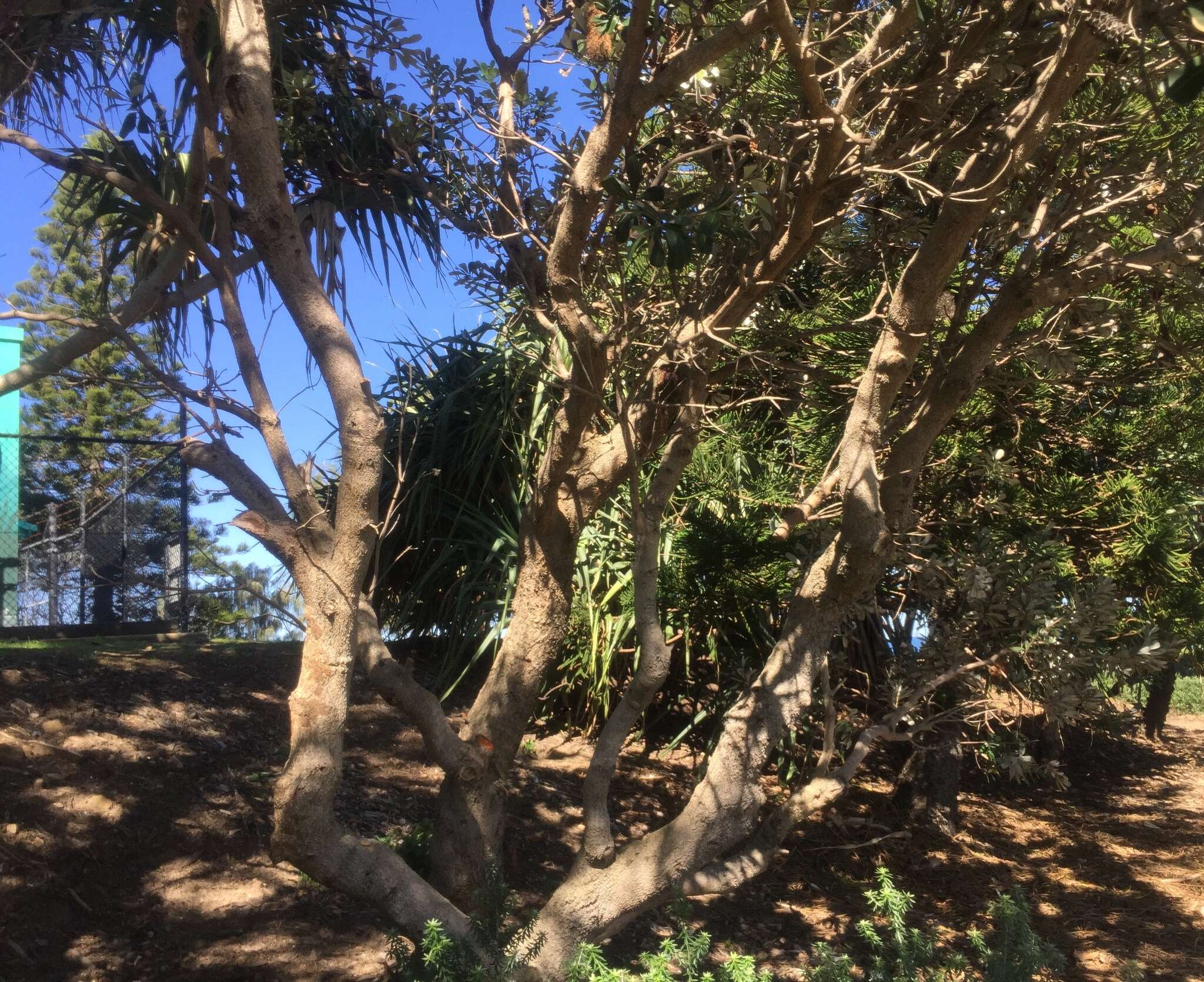 Image of Banksia integrifolia subsp. integrifolia