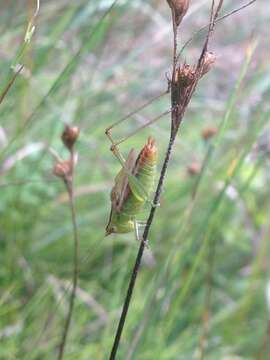 Conocephalus (Conocephalus) brevipennis (Scudder & S. H. 1862)的圖片