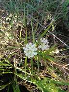 Plancia ëd Asclepias woodsoniana Standl. & Steyerm.